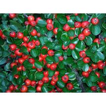 Kerti terülőmadárbirs / Cotoneaster horizontalis ❁