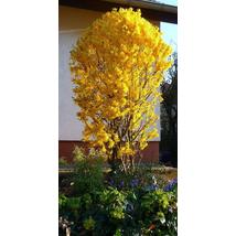 Lynwood kerti aranycserje / Forsythia x intermedia 'Lynwood' ❁