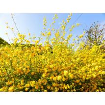 Boglárkacserje / Kerria japonica - 40-60