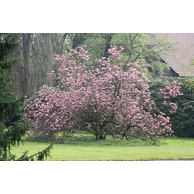 Susan liliomfa (cserjetermetű) / Magnolia 'Susan' - 150-175