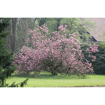 Susan liliomfa (cserjetermetű) / Magnolia 'Susan' - 60-80