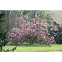 Susan liliomfa (cserjetermetű) / Magnolia 'Susan' - 40-60