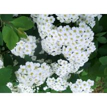 Kerti gyöngyvessző / Spiraea x vanhouttei ❁
