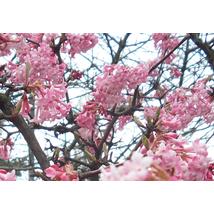 Kikeleti bangita / Viburnum x bodnantense 'Dawn' - 60-80