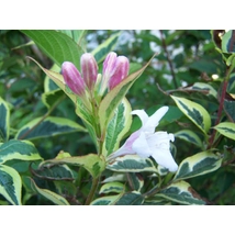 Tarkalevelű rózsalonc / Weigela florida 'Variegata' - 30-40