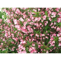 Kínai rózsalonc / Weigela florida ❁