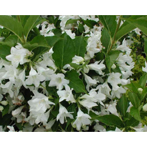 Candida fehér virágú rózsalonc / Weigela hybrida 'Candida' ❁