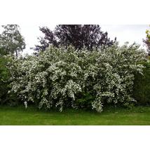 Érdeslevelű gyöngyvirágcserje / Deutzia scabra ❁