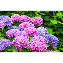 Bouquet Rose kerti hortenzia nyári virágzása