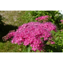 Pompás gyöngyvessző / Spiraea x bumalda 'Anthony Waterer' ❁