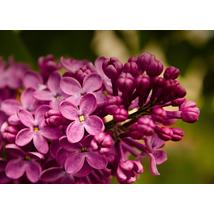 Bíbor vagy bordó virágú orgona fajta / Syringa vulgaris Sp.