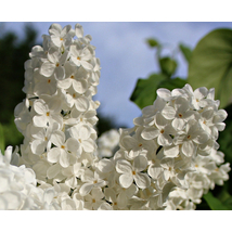 Fehér virágú orgona fajta / Syringa vulgaris Sp.