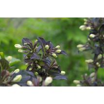 Fehér virágú, bordólevelű rózsalonc / Weigela hybrida 'Ebony &amp; Ivory' ❁