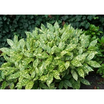Tarkalevelű japán babérsom / Aucuba japonica 'Variegata' - 30-40