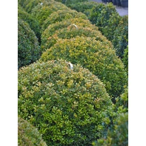 Rococo kislevelű bukszus (Rococo kislevelű  puszpáng) / Buxus microphylla 'Rococo' - 40-60