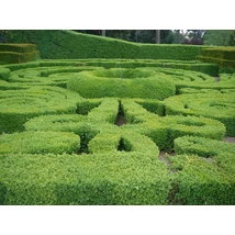 Sövénybuxus kiültetés