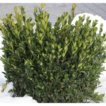 Sövénybukszus (sövénypuszpáng) / Buxus sempervirens 'Suffruticosa' - 30-35