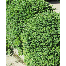 Bukszus (örökzöld puszpáng) / Buxus sempervirens - 30-40