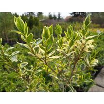 Ezüsttarka télizöld vagy széleslevelű fagyal / Ligustrum ovalifolium 'Argenteomarginatum' ✽