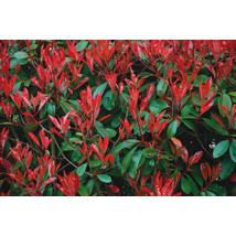 Corallina korallberkenye / Photinia x fraseri 'Corallina' ✽