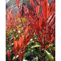 Kerti korallberkenye / Photinia x fraseri 'Red Robin' - 60-80