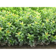 Baumgartner babérmeggy / Prunus laurocerasus 'Baumgartner' - 60-80