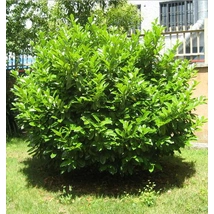 Babérmeggy / Prunus laurocerasus Sp. - 30-40