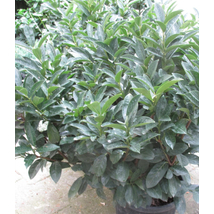 Cippora babérmeggy / Prunus laurocerasus 'Cippora' - 30-40