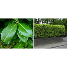 Magnólialevelű babérmeggy / Prunus laurocerasus 'Magnoliifolia' - 30-40