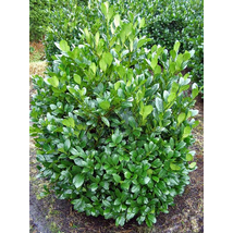 Mano babérmeggy / Prunus laurocerasus 'Mano' - 40-60