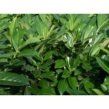 Novita babérmeggy / Prunus laurocerasus 'Novita' - 100-120