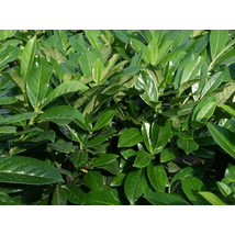 Novita babérmeggy / Prunus laurocerasus 'Novita' - 40-60