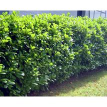 Rotundifolia babérmeggy / Prunus laurocerasus 'Rotundifolia' - 30-40