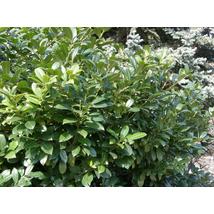Sipka babérmeggy / Prunus laurocerasus 'Schipkaensis' ✽
