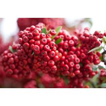 Praecox tűztövis / Pyracantha coccinea 'Praecox' - 40-60