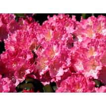 Havasszépe / Rhododendron | sötét rózsaszín - Kalinka - 30-40