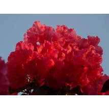 Havasszépe / Rhododendron | piros - Markeeta's Price - 30-40
