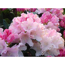 Havasszépe / Rhododendron | púder rózsaszín - Dreamland - 30-40