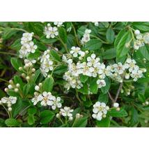 Őszi tűz fűzlevelű madárbirs  / Cotoneaster salicifolius 'Herbstfeuer' ✽