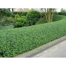 Télizöld vagy széleslevelű fagyal / Ligustrum ovalifolium - 40-60