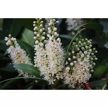 Genolia oszlopos babérmeggy / Prunus laurocerasus 'Genolia' - 80-100