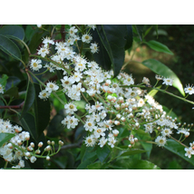 Portugál babérmeggy / Prunus lusitanica  - 40-60