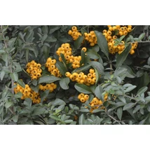 Golden Charmer tűztövis termésdísz