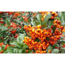 Orange Glow tűztövis / Pyracantha coccinea 'Orange Glow' - 30-40