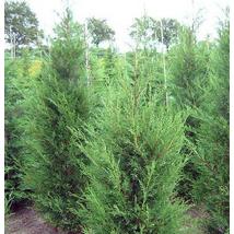 Green Rocket oszlopos leyland ciprus / Cupressocyparis x leylandii 'Green Rocket' - 150-175