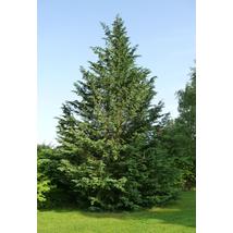 Leylandi ciprus / Cupressocyparis x leylandii - 250-300