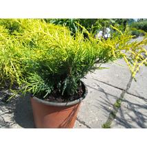 Armstrong Gold kínai boróka / Juniperus chinensis 'Armstrong Gold' ✷