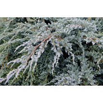 Blue Carpet nepáli kúszóboróka / Juniperus squamata 'Blue Carpet' - 20-30