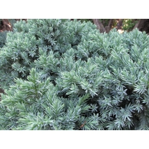 Blue Star nepáli törpe boróka / Juniperus squamata 'Blue Star' - 20-30