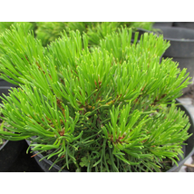 Pumilio törpefenyő / Pinus mugo var. pumilio - 40-50